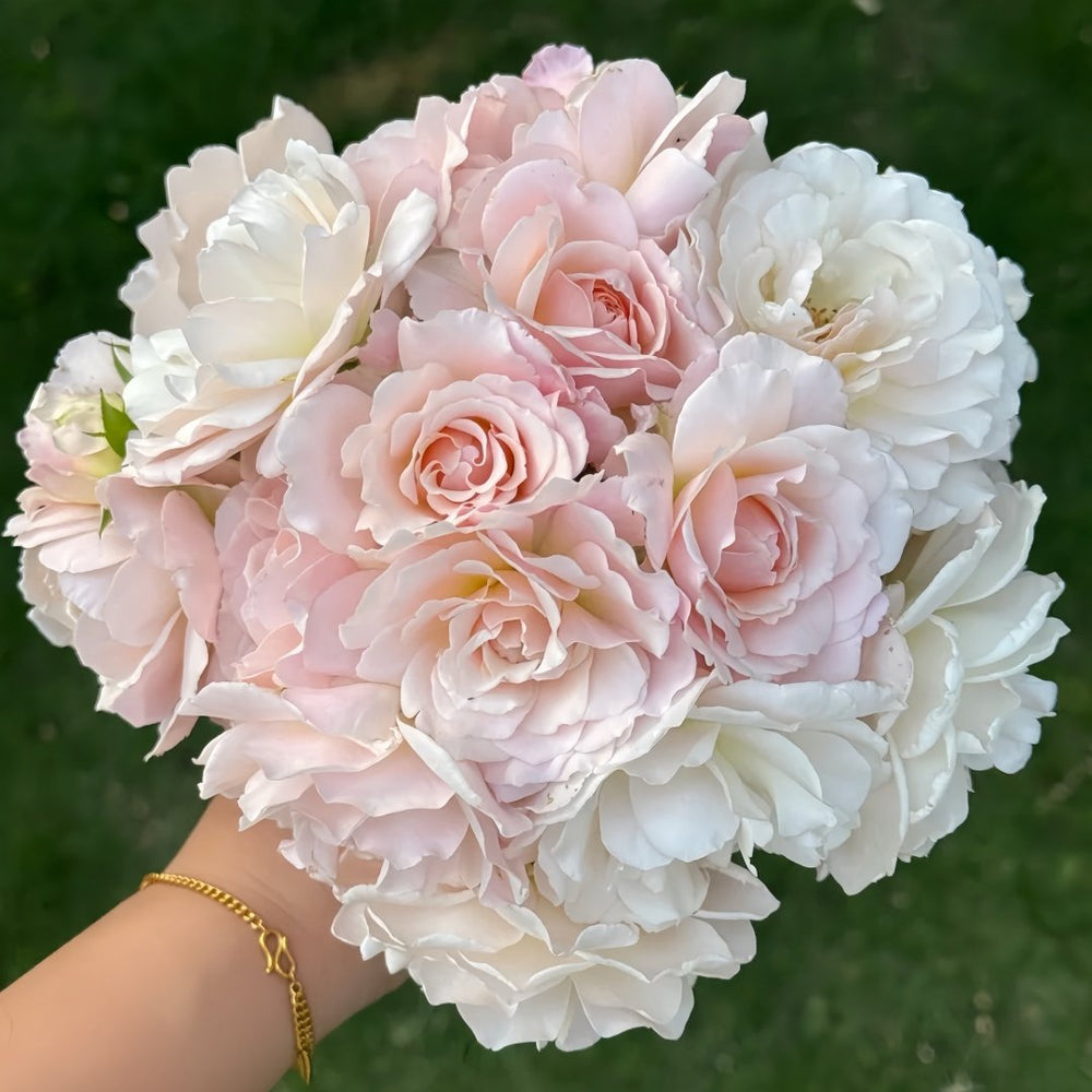 Chou Chou Rose Plant|闪闪发光 image 0
