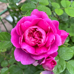 Princess Anne Rose Plant|安妮公主 image 1