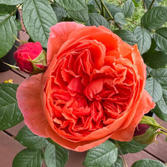Summer Song Rose Plant|颂夏 image 2