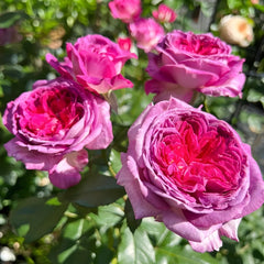 Thierry Marx Rose Plant|蓝莓蛋糕 image 3