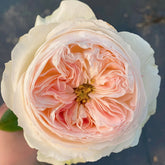 Lorena Summerhouse Rose Plant|雷娜山庄 image 0