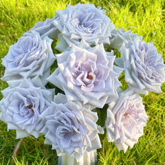 Blue gravity Rose Plant|蓝色引力 image 0