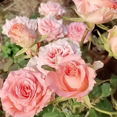 Amsterdam Rose Plant |阿姆斯特丹 image 1