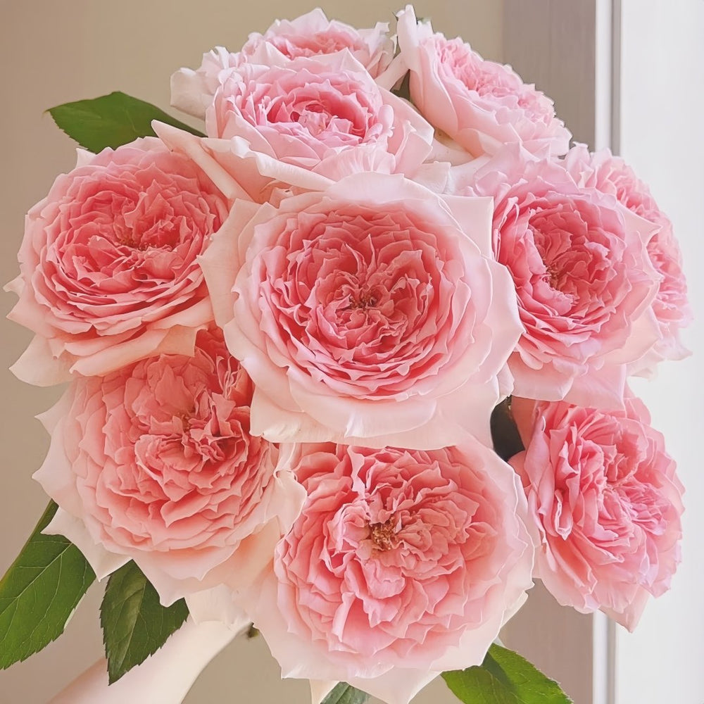Princess Hitomi Rose Plant|仁美公主 image 0
