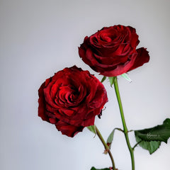 Cola Rose Plant | 可乐 image 3