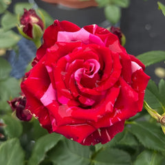 Red Panther Rose Plant|红色豹子 image 0