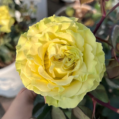 Matcha Rose Plant|抹茶 image 1