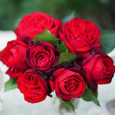 Admiral Rose Plant|海军上将 image 0