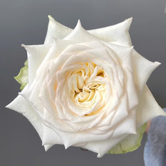 White Candlelight Rose Plant | 白烛光 image 0