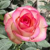 Jumilia Rose Plant|艾莎 image 0