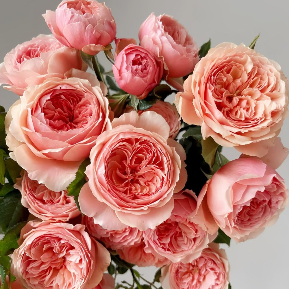 Masora Rose Plant| 真宙 image 0