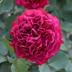 Velvety Twilight Rose Plant|暮光之城 image 0