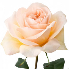 Tie Dye Rose Plant|扎染 image 1