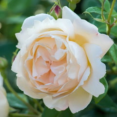 Wollerton Old Hall Rose Plant|沃勒顿老庄园 image 3