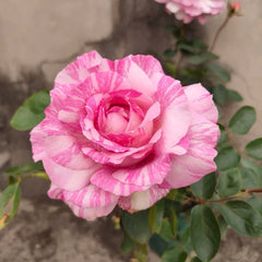 Yves Splash Rose Plant | 伊芙飞溅 image 2