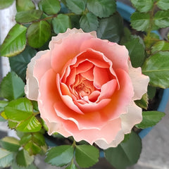 Abricot Terrazza Rose Plant|杏色露台 image 0