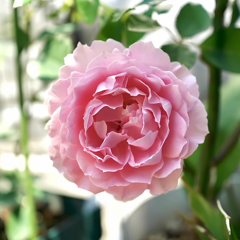 Robe Decollete Rose Plant|低胸礼服 image 0