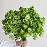 GreenSnap Rose Plant|结绿珍 image 0