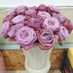 Montmartre Rose Plant|蒙马特 image 2