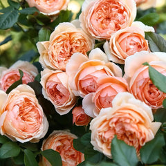 Masora Rose Plant| 真宙 image 2