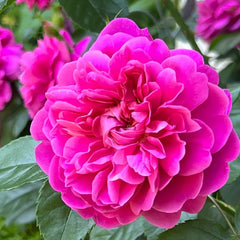 Princess Anne Rose Plant|安妮公主 image 2