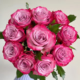 Deep Purple Rose Plant|一片深紫 image 0