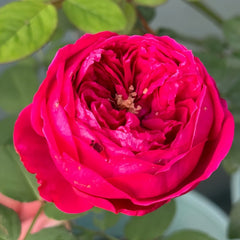 Pas de deux Rose Plant|双人芭蕾 image 2