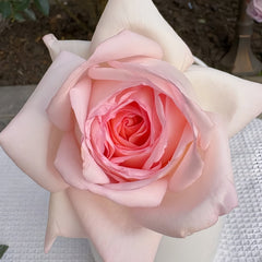 Gruaud Larose Rose Plant|香槟美酒 image 2