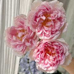 Antoinette Rose Plant|绝代艳后 image 1