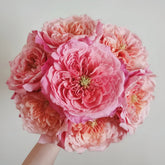 Miyabi Rose Plant|雅致玫瑰 image 0