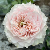 Country Peonia Rose Plant|乡村牡丹 image 0