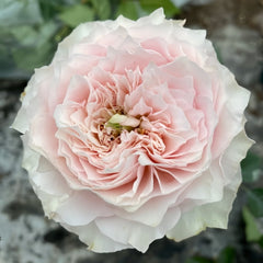 Country Peonia Rose Plant|乡村牡丹 image 0