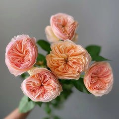 Georgina Gardens Rose Plant|乔治娜花园 image 2