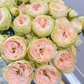 Darlene Rose Plant | 抹茶小小酥 image 0