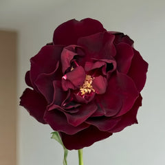 Louis XIV Rose Plant |路易十四 image 2