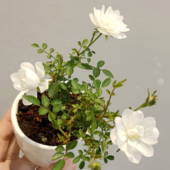 Yukihime Rose Plant|雪姬 image 3