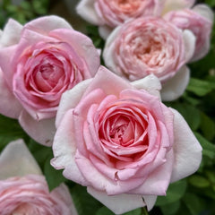 Fendai Rose Plant|粉黛 image 2