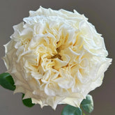 White Ashley Rose Plant|白色艾希莉 image 0