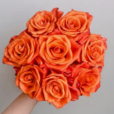 Orange Party Rose Plant|金色交响 image 0