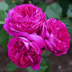 Cixuan Rose Plant|慈萱 image 3