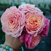 Richmond Park Rose Plant|里奇蒙公园 image 0