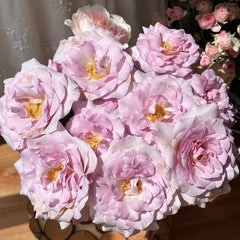 Lilac Beauty Rose Plant|丁香美人 image 0