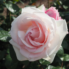 Prince Jardinier Rose Plant|园艺王子 image 1