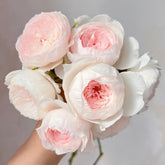 Arietta Rose Plant|小抒情曲 image 0