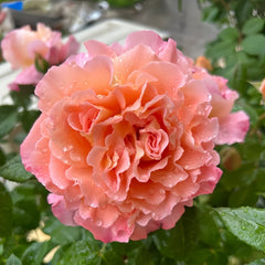 Augusta Luise Rose Plant| 奥古斯塔路易斯 image 2
