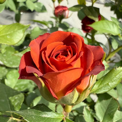 Chocolate Bubbles Rose Plant|巧克力泡泡 image 3