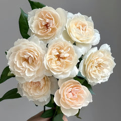 Opera Queen Rose Plant|歌剧女皇 image 0