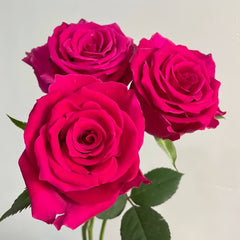 Gotcha Rose Plant|高盛/高胜 image 1