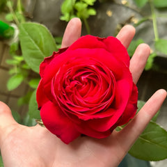 Rouge Pivoine Rose Plant|红牡丹 image 2