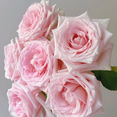 Dainty Parfum Rose Plant|丹蒂香水 image 1